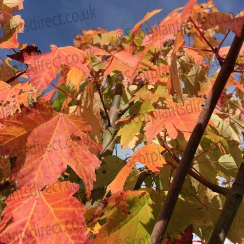 Acer rubrum October Glory Bareroot Maple Tree | ScotPlants Direct